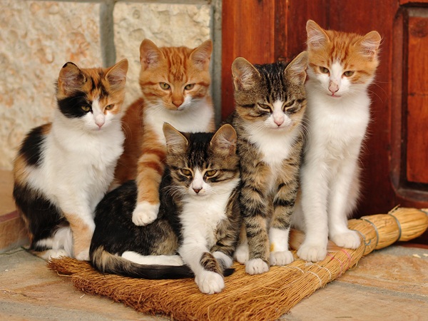 بيع وشراء القطط